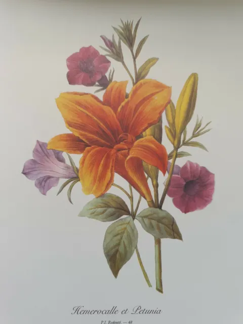 Redoute P48 Hemerocalle et Petunia Vintage Floral Flower Colour Print Wall Art