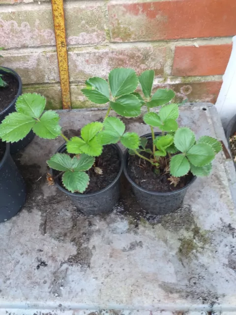 2 Strawberry plants in 10.5cm pots approx......