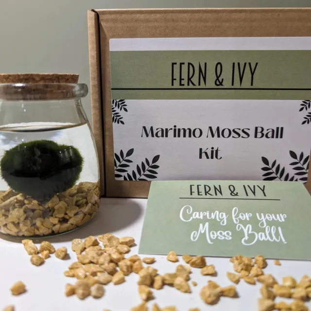 Marimo Moss Ball Kit - Plant Pet - Natural Gravel