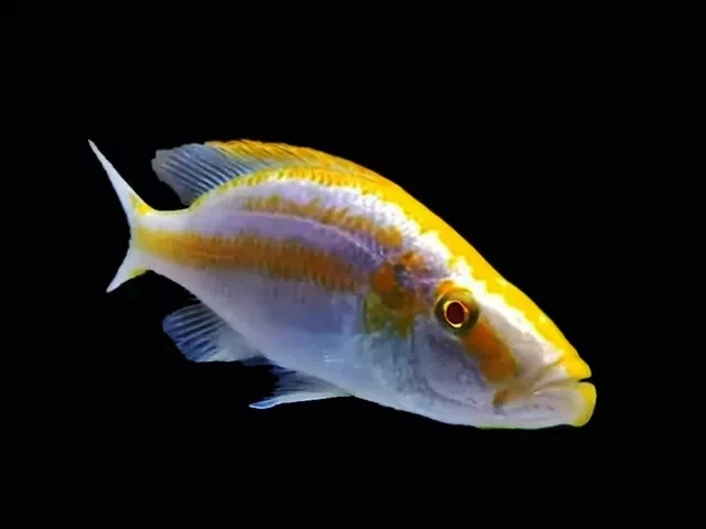 Albino Compressicepts Cichlid 2"+ LIVE FISH FREE SHIPPING