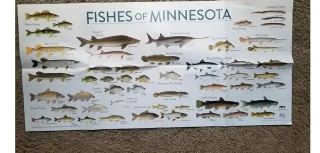 Fishes of Minnesota educational poster 34" by 16"