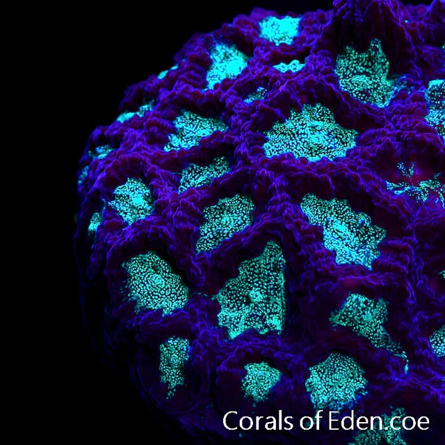 CORALS OF EDEN ~ Ectoplasm Favia Coral Frag - Live Coral for Sale - LPS - SPS