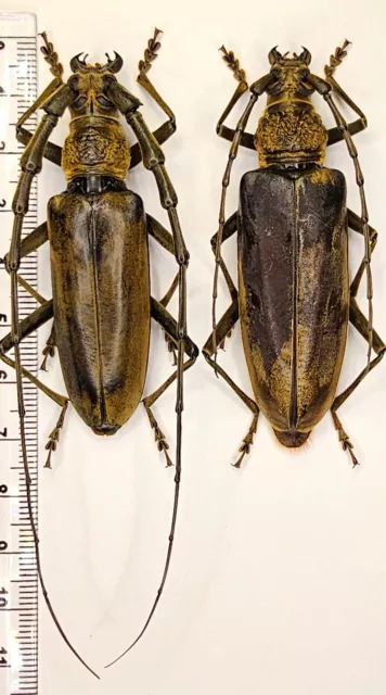 Cerambycidae,Neocerambyx sp. A1/A1- pair, 65mm Vietnam*