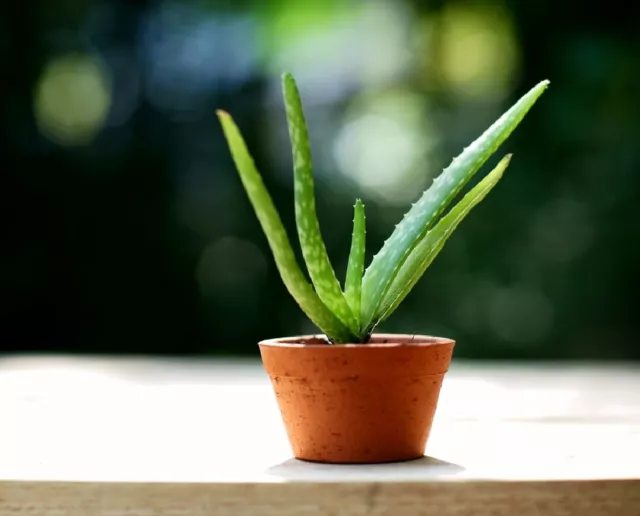 ECHTE ALOE VERA PFLANZE Keine Samen FÜR KÜCHE HAUSHALT KOSMETIK DEKO BIO GESUND