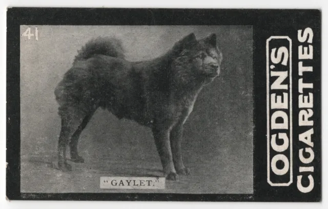 Chow Chow Tobacco Card Dog Card 1902 Ogdens Tabs Cigarettes Series D #41