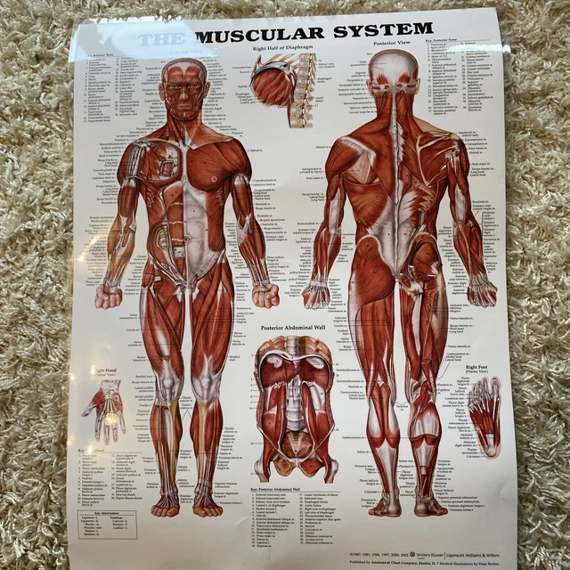 Muscular Chart MUSCULAR SYSTEM ANATOMICAL Chart English Anatomical Chart Co. Wallchart ...