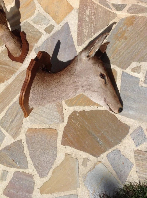 Lot De 2 Trophées De Chasse - Bois Naturel - Décoration Murale - Occasion