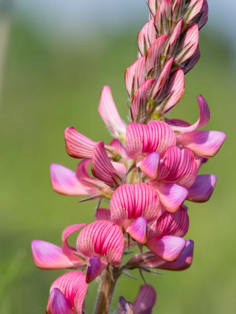 1000 Samen Esparsette Onabrychis viciifolia Tier Futter Wildblume Bienen Pferde