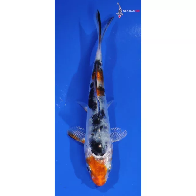 3.5" HEISEI NISHIKI Koi live fish standard fin nextdaykoi NDK