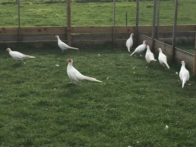 12  White Pheasant Hatching Eggs