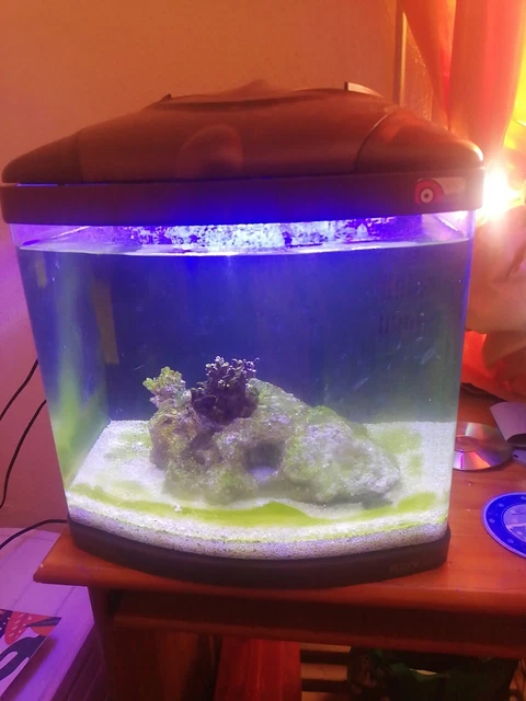 Acuario Marino 40l