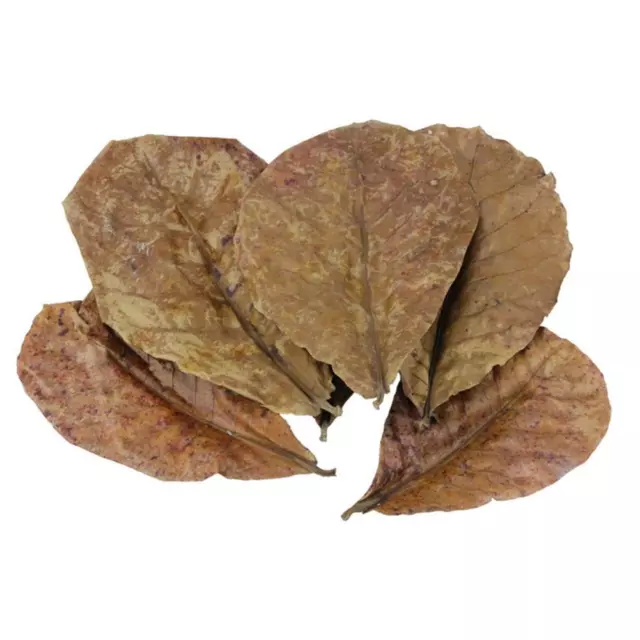 Indian Almond Catappa Leaves Fish Aquarium Improve FAST Quality Water K5D1