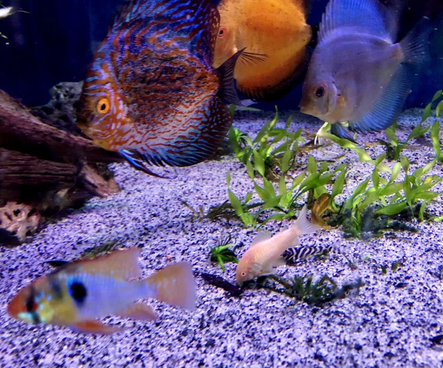 Rare Pleco L173 ZEBRA PLECO (Hypancistrus Zebra) High Quality Live Fish