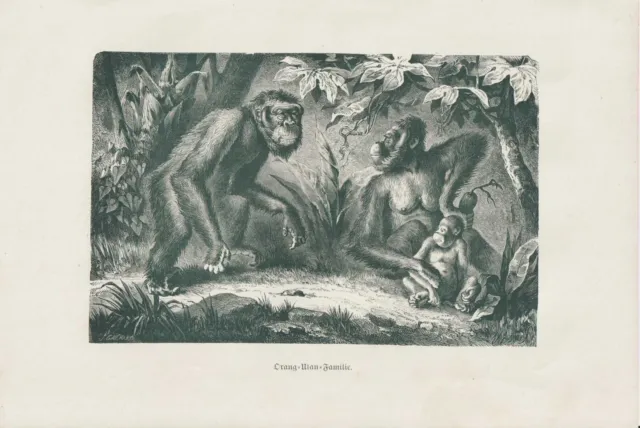 Orang-Utan Familie Pongo DRUCK von 1901 Menschenaffen