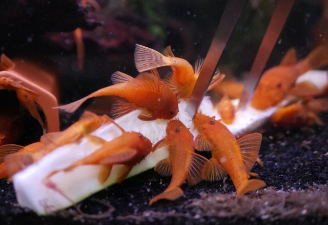 SUPER RED Bristlenose Pleco - 1.5" pack of 8 8