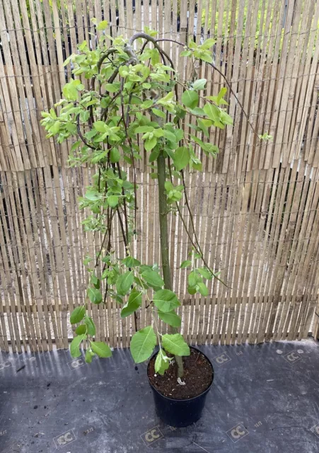 Salix caprea Kilmarnock 4L weeping tree 90-120cm plant