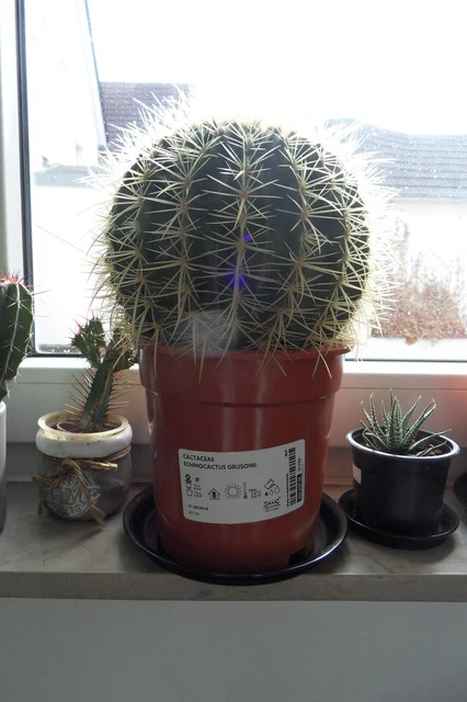 IKEA XL SCHWIEGERMUTTERSESSEL/-SITZ Kaktus 20 Cm Cactaceae Echinocactus  Grusoni EUR 69,99 - PicClick DE
