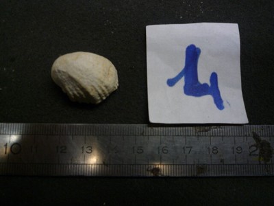 FOSSILE DU BASSIN PARISIEN 038.08 L NERITA MAMMARIA 