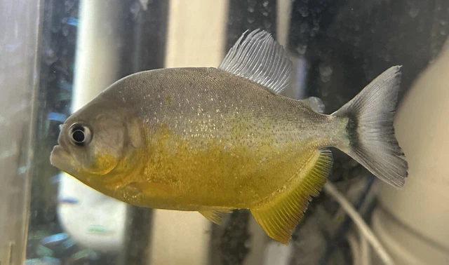 Piraya Piranha 4.5-5” -Live Freshwater Tropical Aquarium Fish