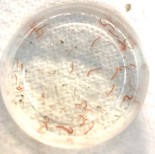 Live Food - Small or Large Freshwater Bloodworms