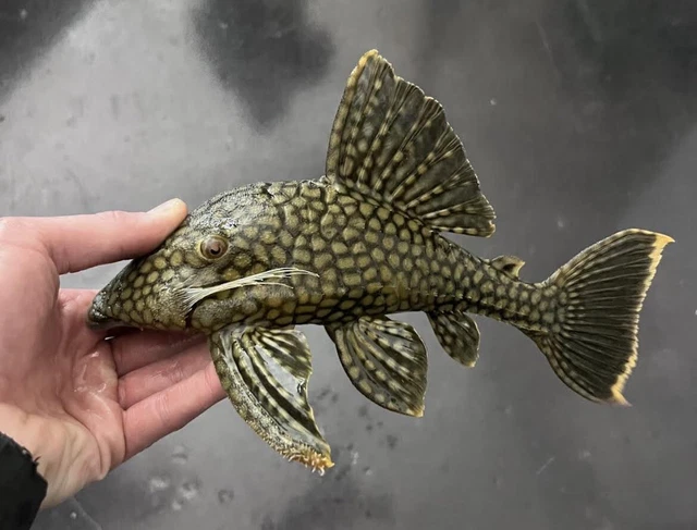 Royal spotted watermelon L-330 pleco 8-9” - live tropical fish