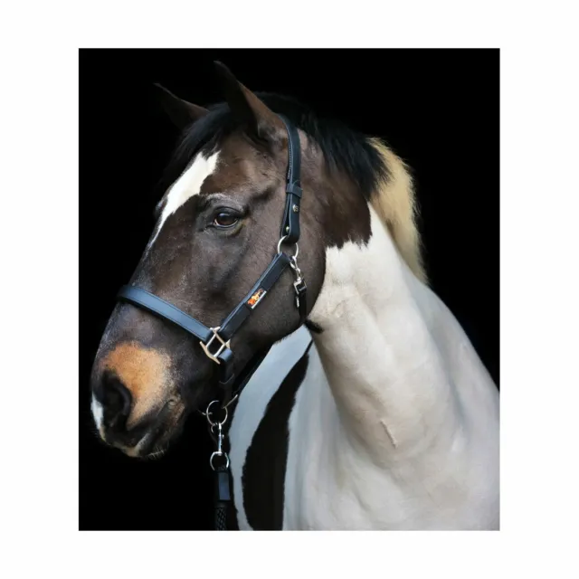 Equilibrium Stellar Head Collar<p>A stylish, comfortable head collar with a p...