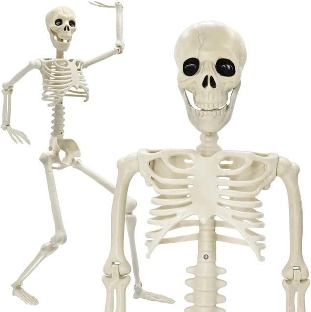 LUKBERA 36" Posable Halloween Skeleton, 3FT Life Size Skeleton Full Body Realist