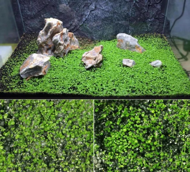 Aquarium Big Pair Leaf Seeds for aquarium Carpet plant, Terrarium Guppy Betta