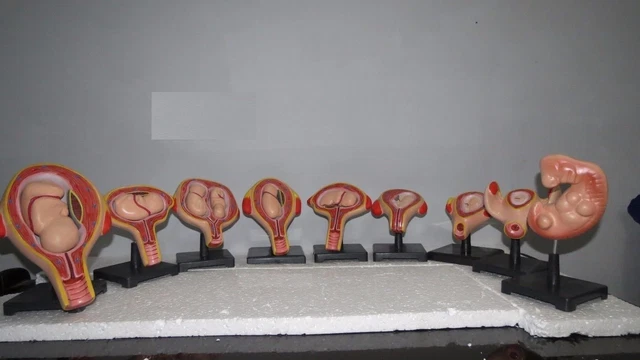 STAGES OF FETAL Development Anatomical Model Set Embryo Set EUR 300,09 ...