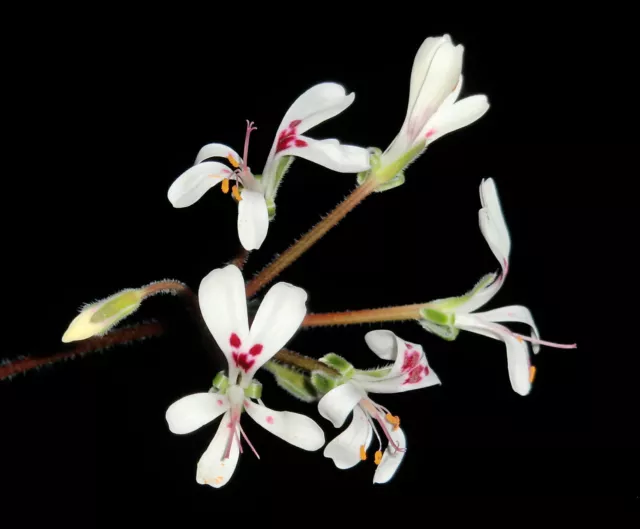 Pelargonium vinaceum * Pelargonie Bonsai Caudex semi Seeds rarità 2