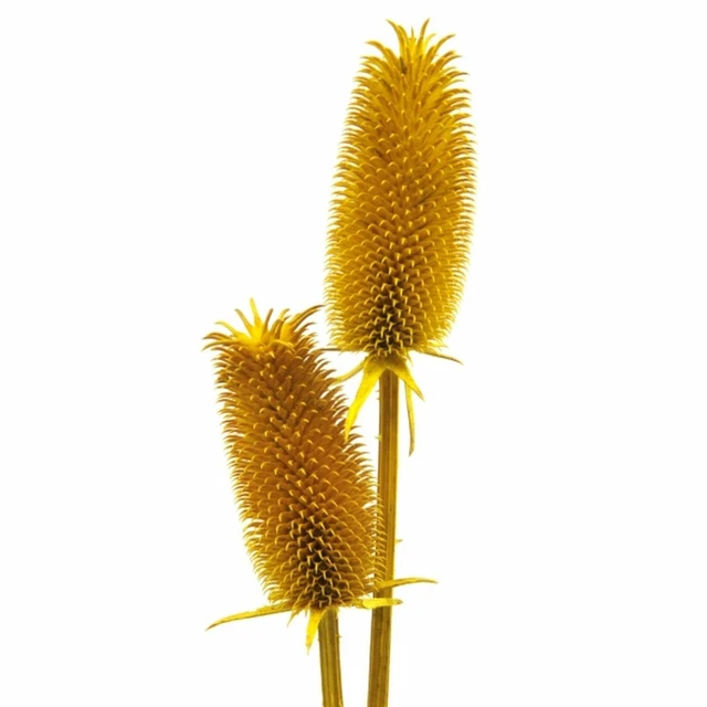 Cardendos - aprox. 1 kg - longitud aprox. 7-13 cm - amarillo