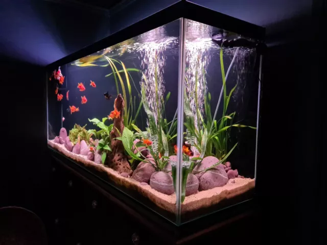 Large Aquarium Fish Tank