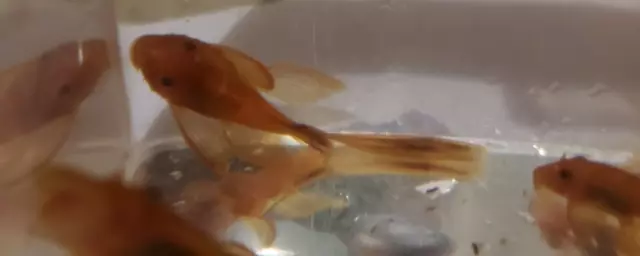 NEOAQUATICS Longfin Super Red Pleco 1"+ Bushynose / Bristlenose