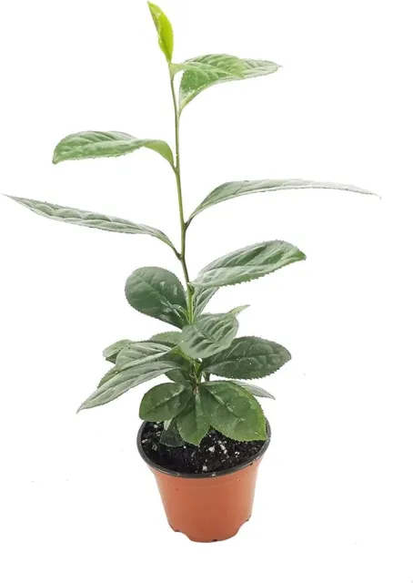 Tea Plant | Camellia Sinensis | Live 4 Inch Pots | Grow and Brew Your Own!