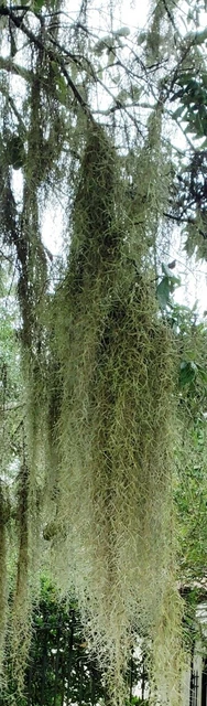 Organic Eco Friendly Spanish Moss Air Plant 2 lb Box For Art And Home Decoration