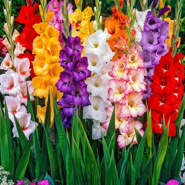 Gladioli Bulbs mixed colours - pack x 50 bulbs