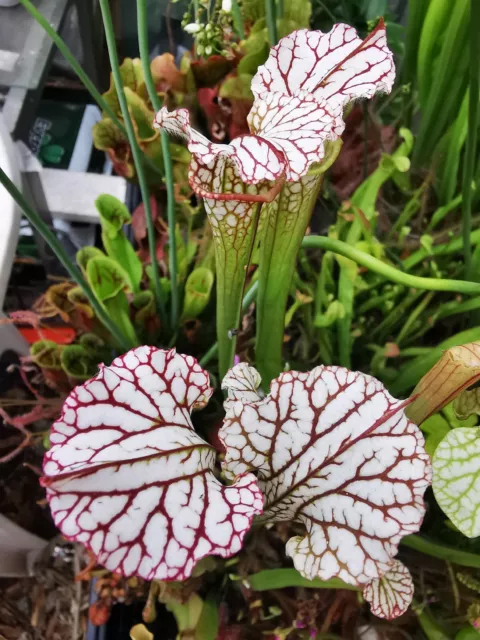 SARRACENIA Leucophylla , seedgrowing.