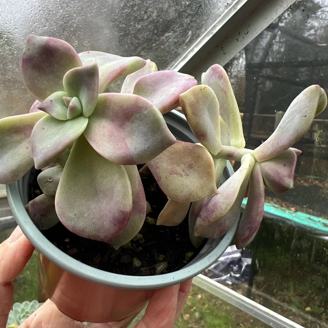 Graptopetalum 'Purple Delight' Succulent In 9cm Pot.