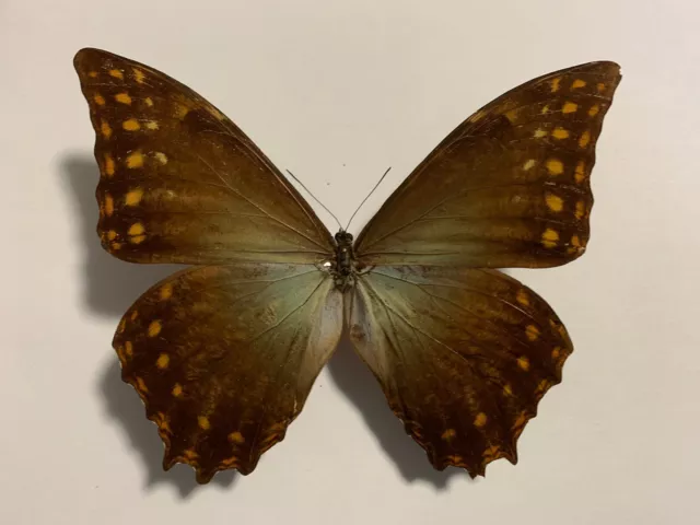 Morpho amphytrion male