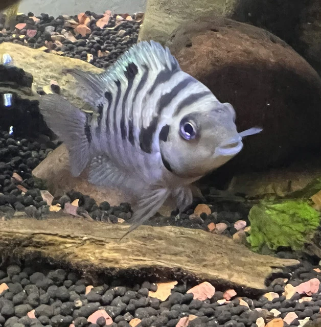 LIVE Freshwater Pair Black “Zebra” Convict Cichlids