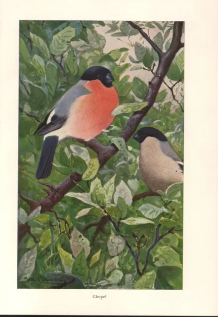 Gimpel Pyrrhula pyrrhula Dompfaff  Farbdruck 1953  Ornithologie W. Kuhnert