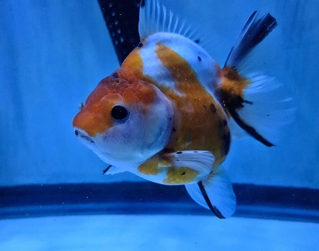 Live Fancy Goldfish White/Red  Rosetail Oranda 4.5in