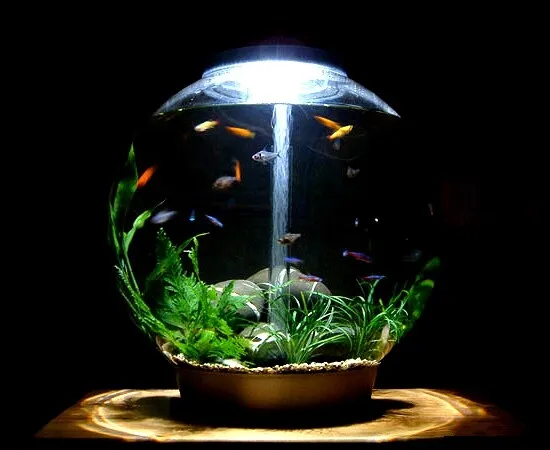 Lampe Ampoule à LED CREE pour aquarium BiUbe ou BiOrb 35 et 60  aquariophilie 3