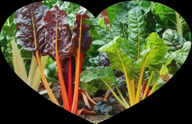 SILVERBEET Rainbow Mix Seeds ALL SEASON heirloom SWISS CHARD vegetable garden