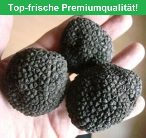 Tartufo 50g Scorzone fresco tartufo nero estivo top aroma & maturità ITALIA!