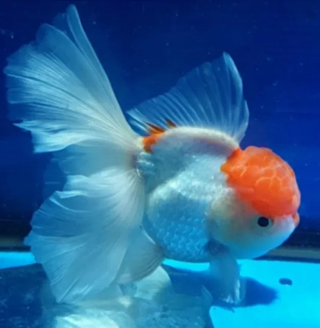 Live Fancy Young Premium Oranada Ranchu Goldfish Red cap 2"-Ready to Ship in US