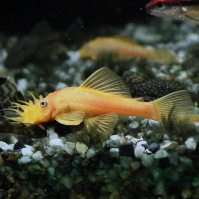 Group of 5+1 Live Juvenile Albino Bristlenose Pleco Premium Freshwater Fish A+++