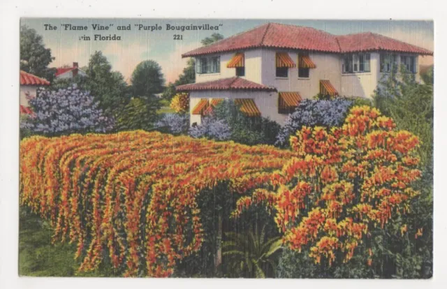 USA, The Flame Vine & Purple Bougainvillea in Florida Postkarte, B241