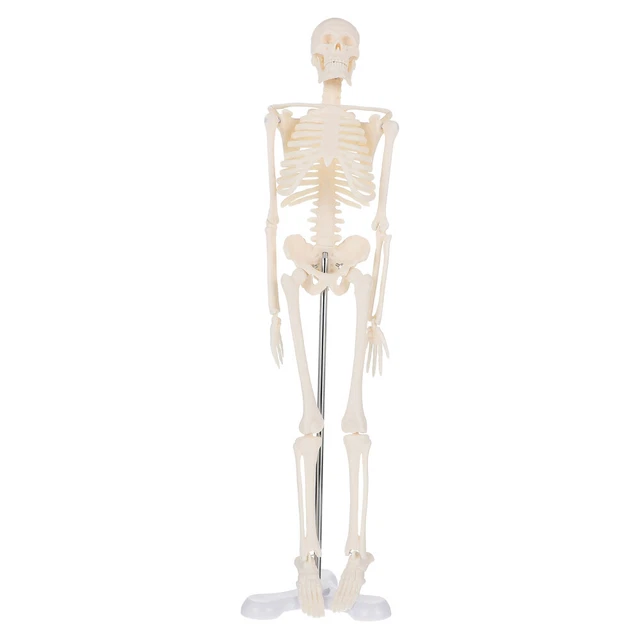 Esqueleto modelo de esqueleto de hueso humano para estudiantes de anatomía