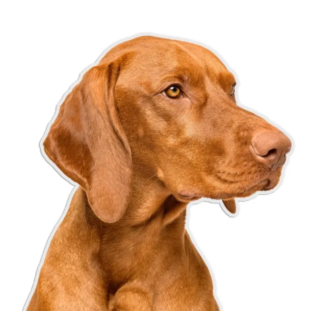 Designer Aufkleber / Sticker Fotosticker - Hunde -  Magyar Vizsla 05